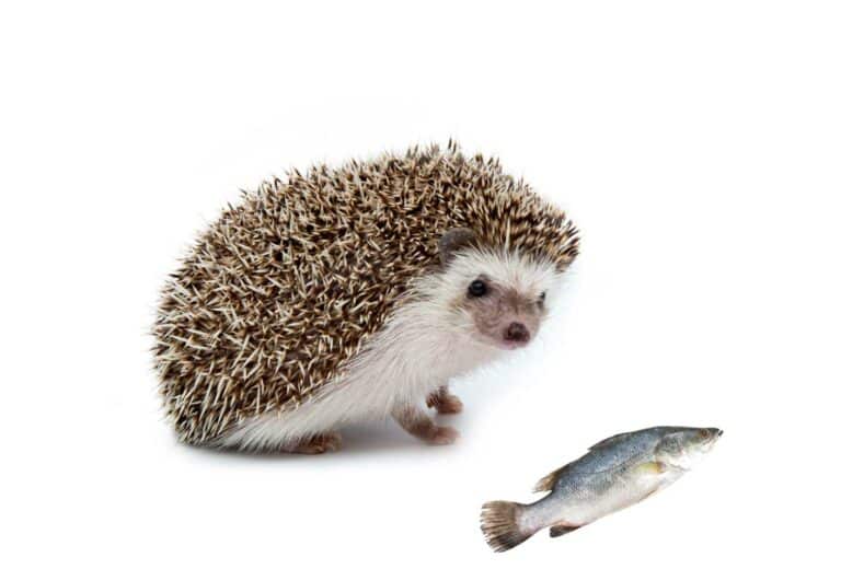 Can Hedgehogs Eat Fish? (Everything You Need to Know!)