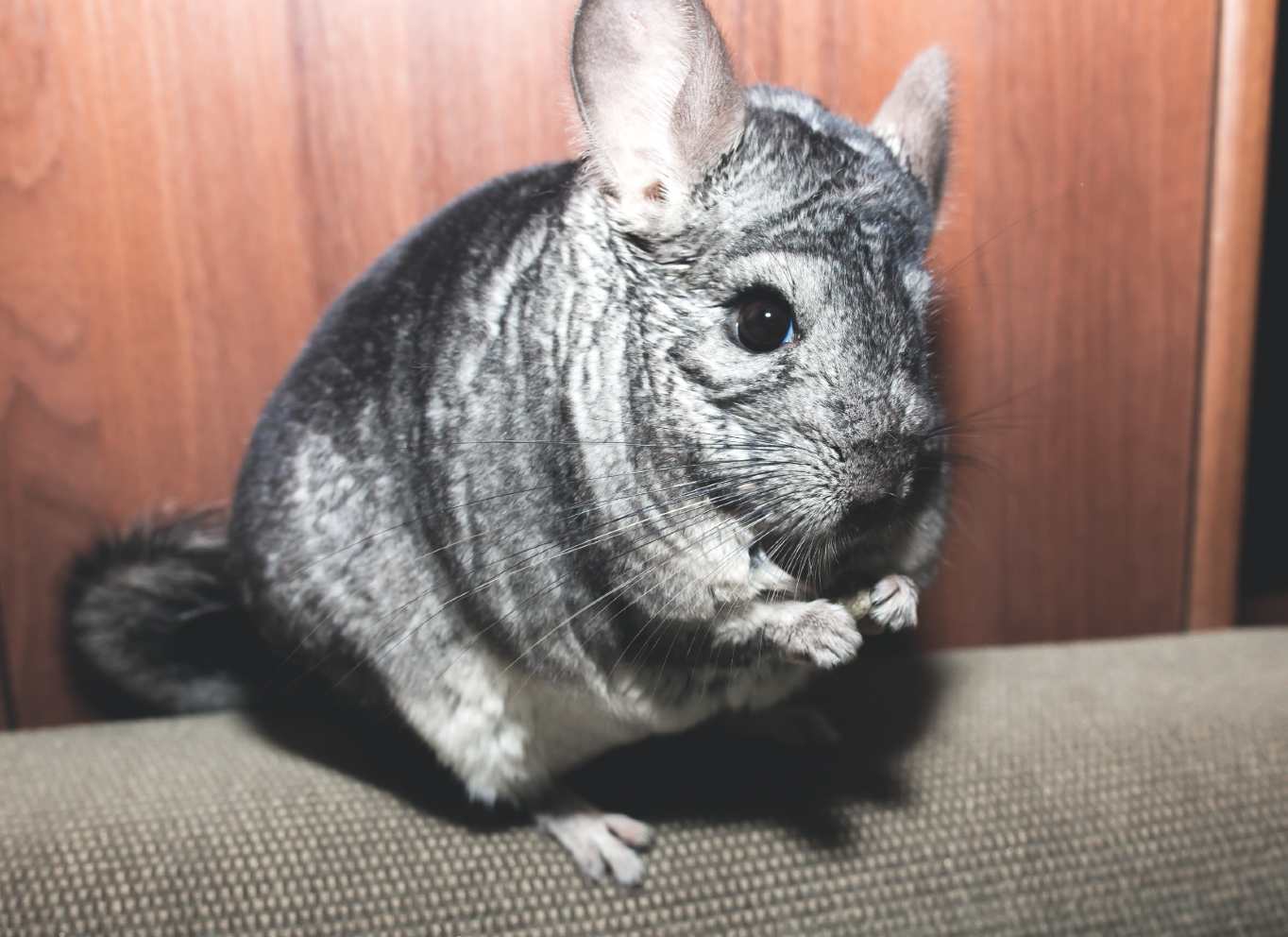 Do Chinchillas Like to Be Held? (Explained for Beginners)