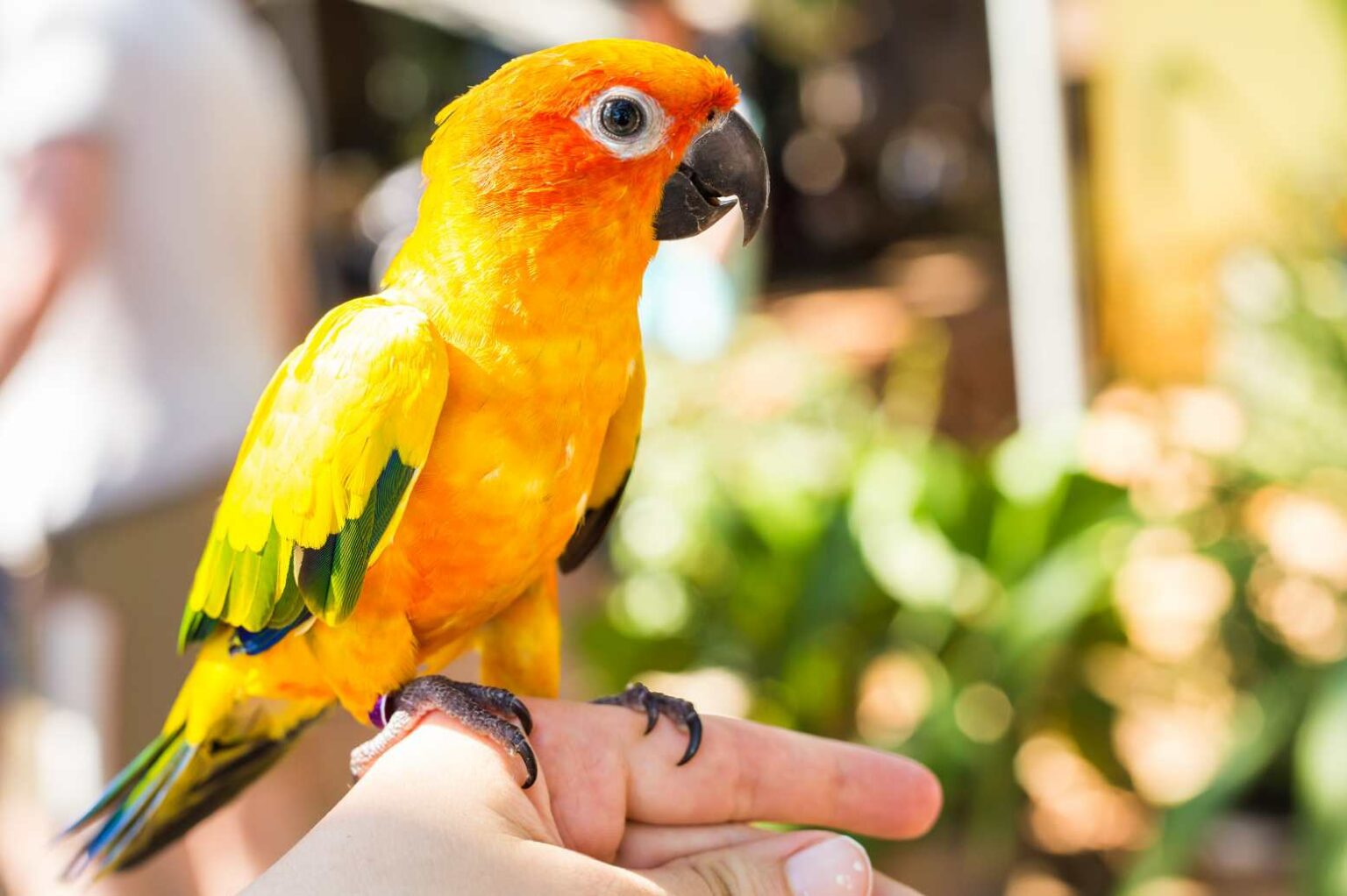 Do Conures Talk? (Explained for Beginners)