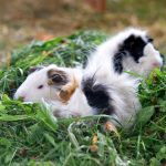 Guinea pig alternatives to hay