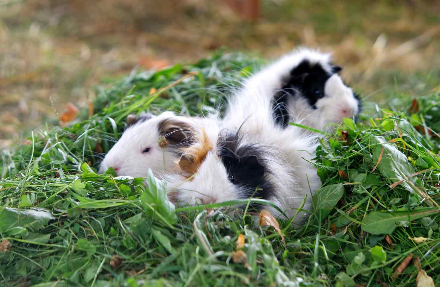 guinea-pig-alternatives-to-hay-8-things-you-should-know