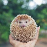 What are hedgehogs afraid of