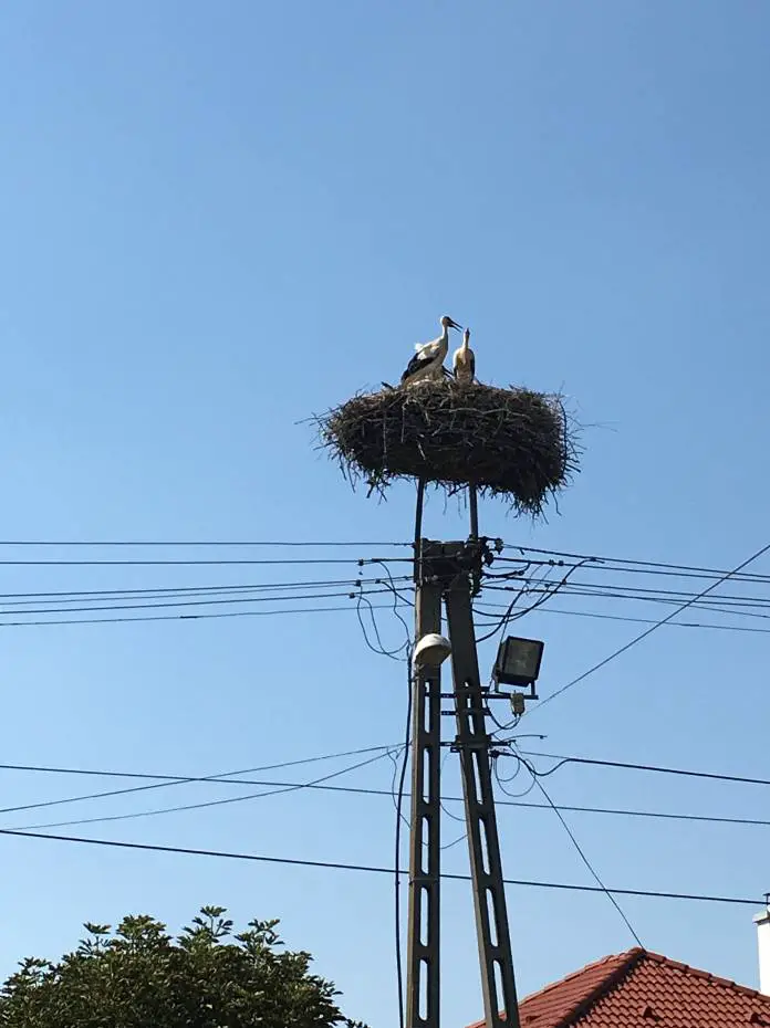 stork migration
