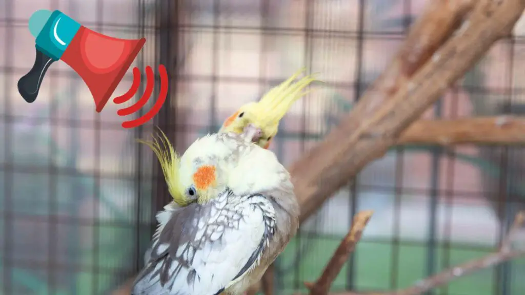 Can cockatiels sleep with noises