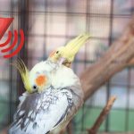 Can cockatiels sleep with noises