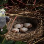Do cockatiels sit on infertile eggs