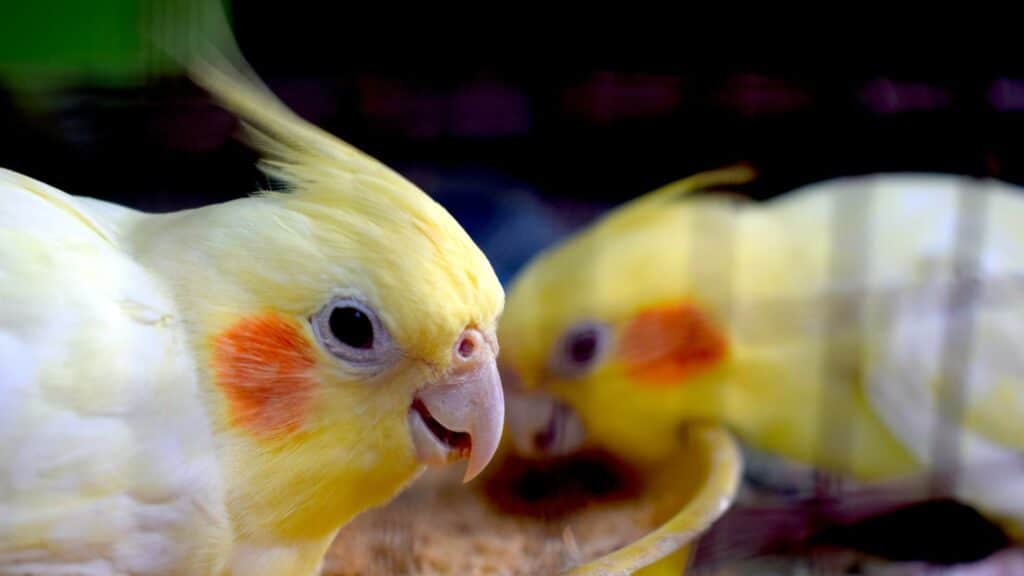 Cockatiels use their feet to eat