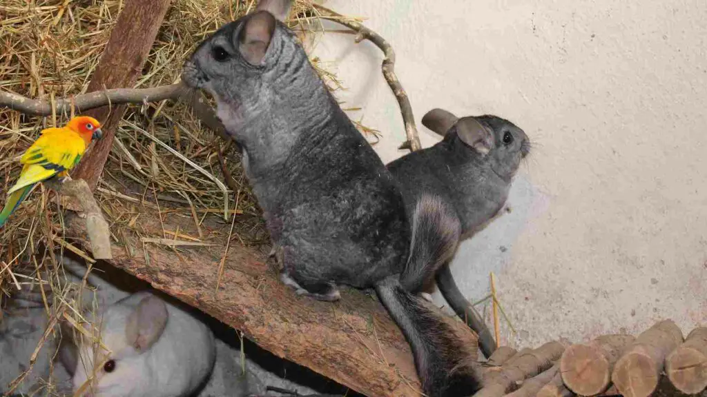 do chinchillas get along with birds