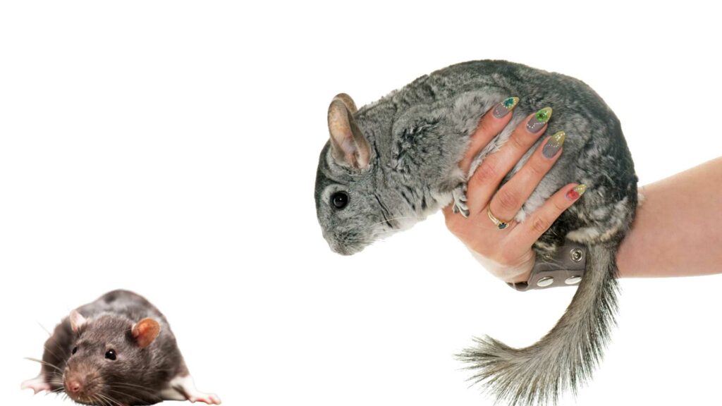 Do chinchillas get along with rats