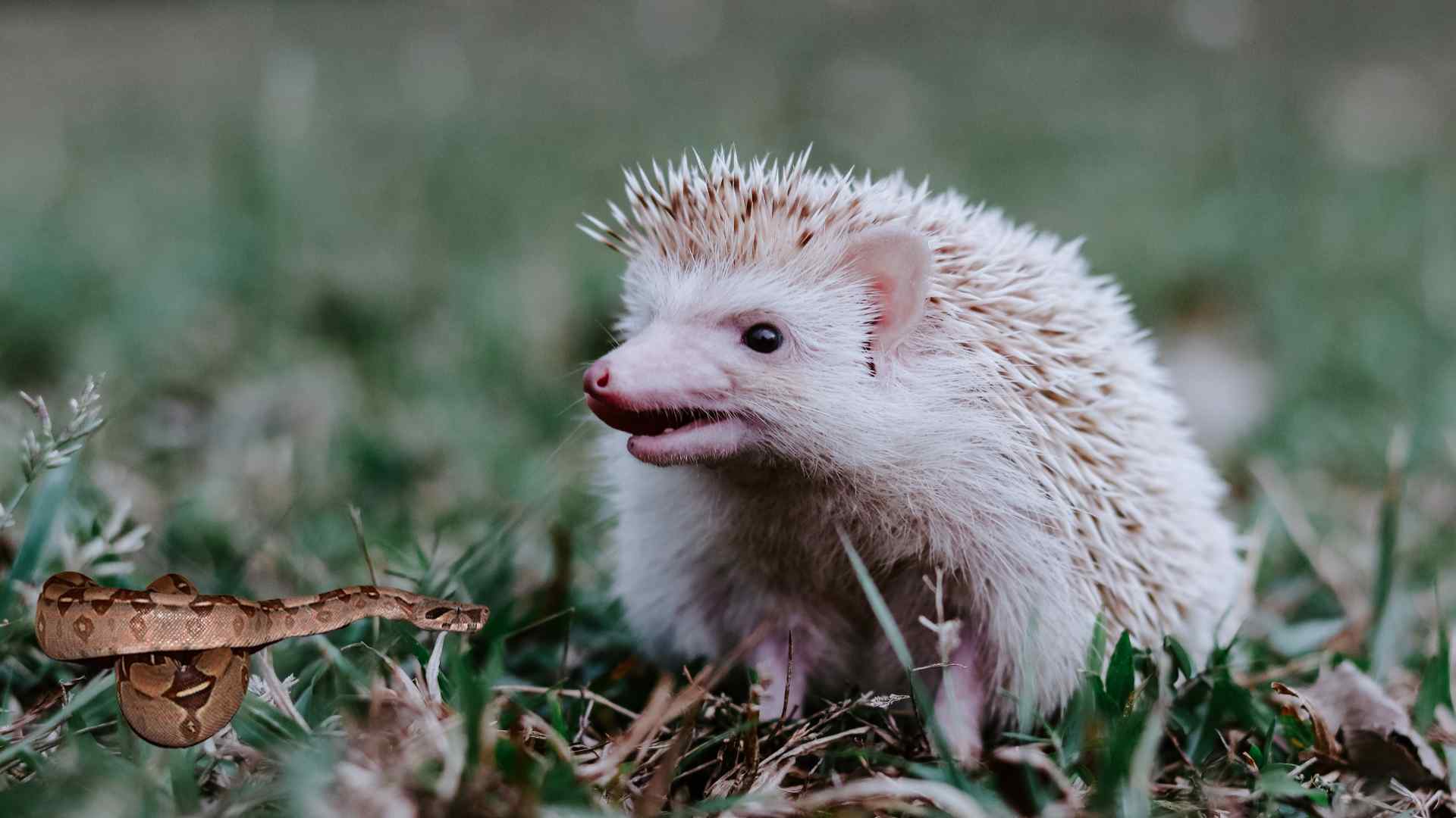 Do Hedgehogs Eat Snakes? (Explained for Beginners) – NewPetsOwner