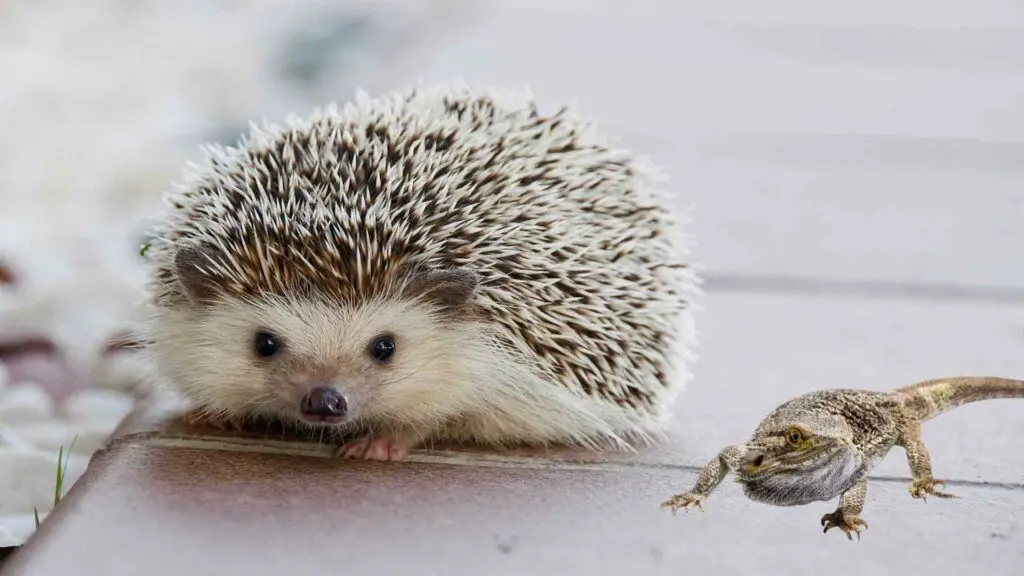 Can hedgehogs live with bearded dragons