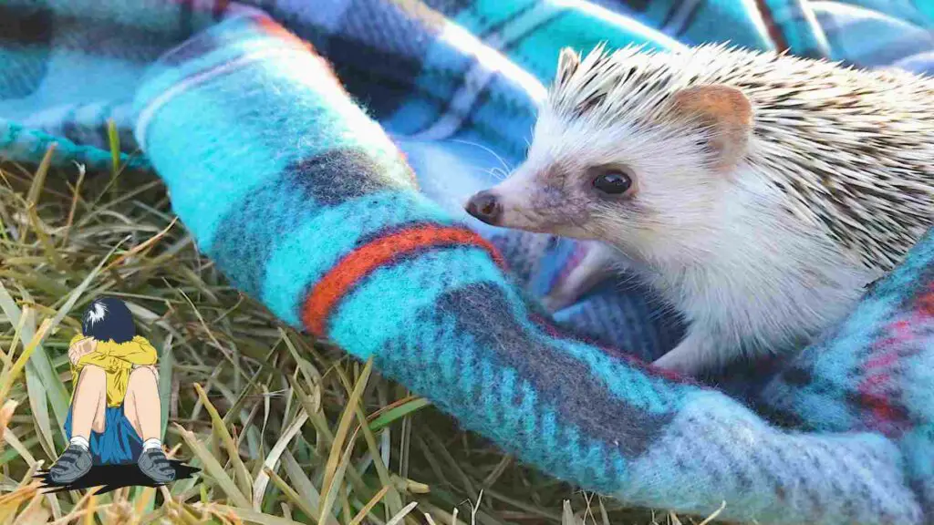 How long can a hedgehog be left alone
