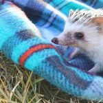 How long can a hedgehog be left alone
