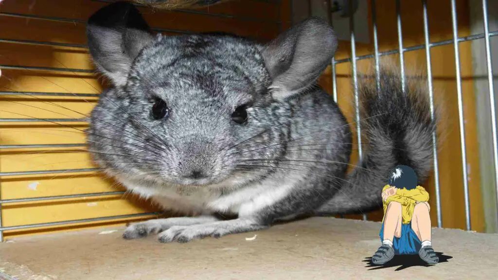 how long can you leave your chinchilla alone
