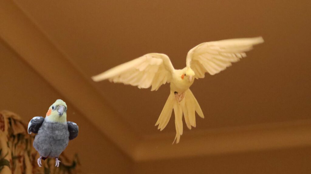 When do cockatiels learn to fly