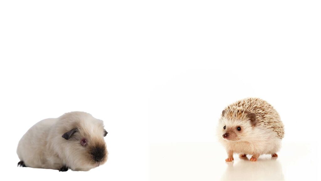 Can guinea pigs and hedgehogs get along