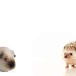 Can guinea pigs and hedgehogs get along
