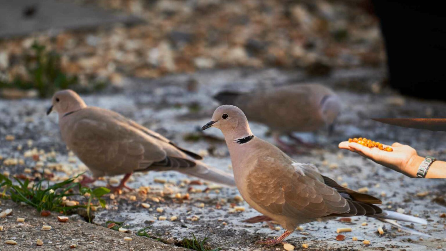 What Do Turtle Doves Eat? Everything You Need To Know!