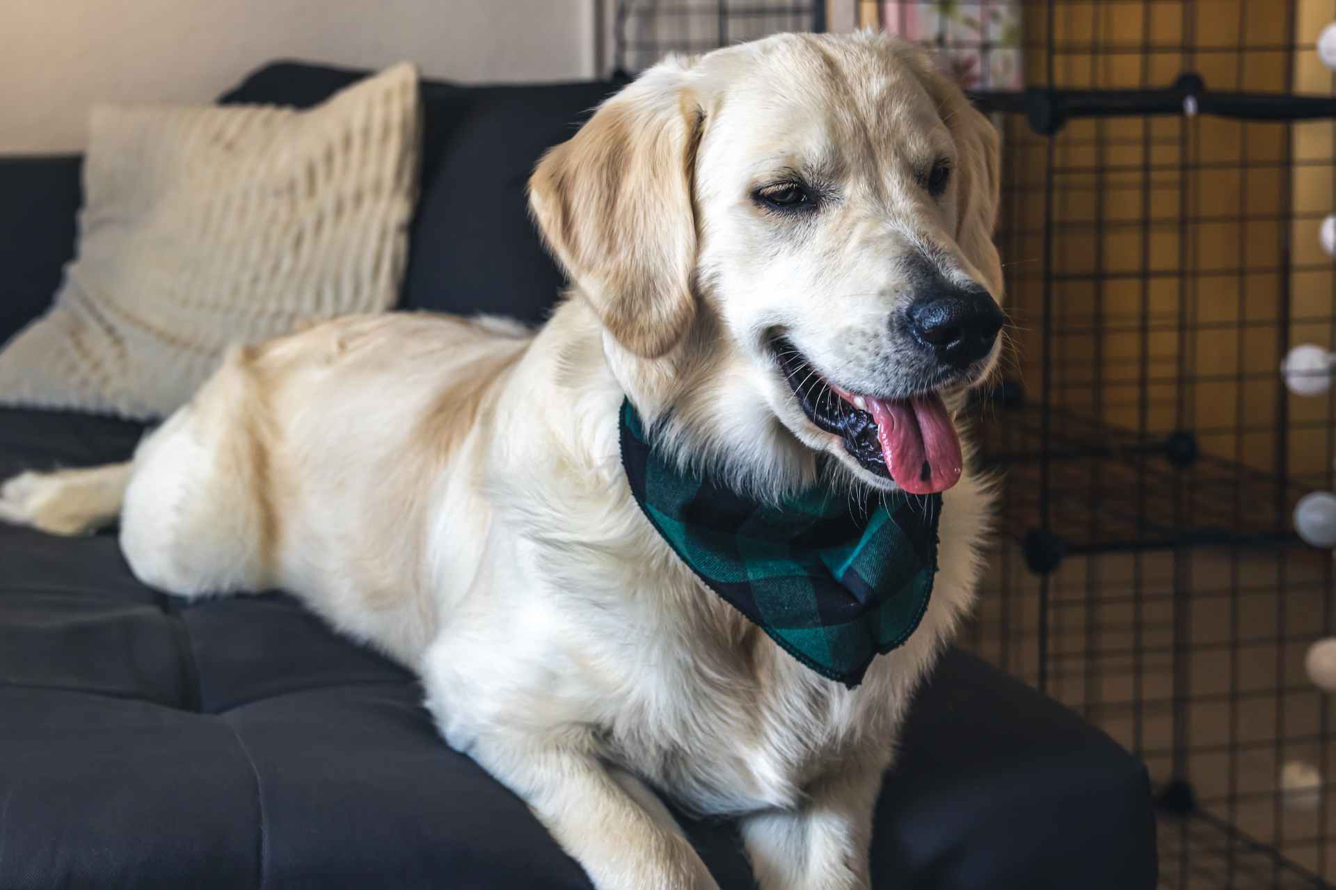 adopting-a-big-dog-complete-guide-newpetsowner