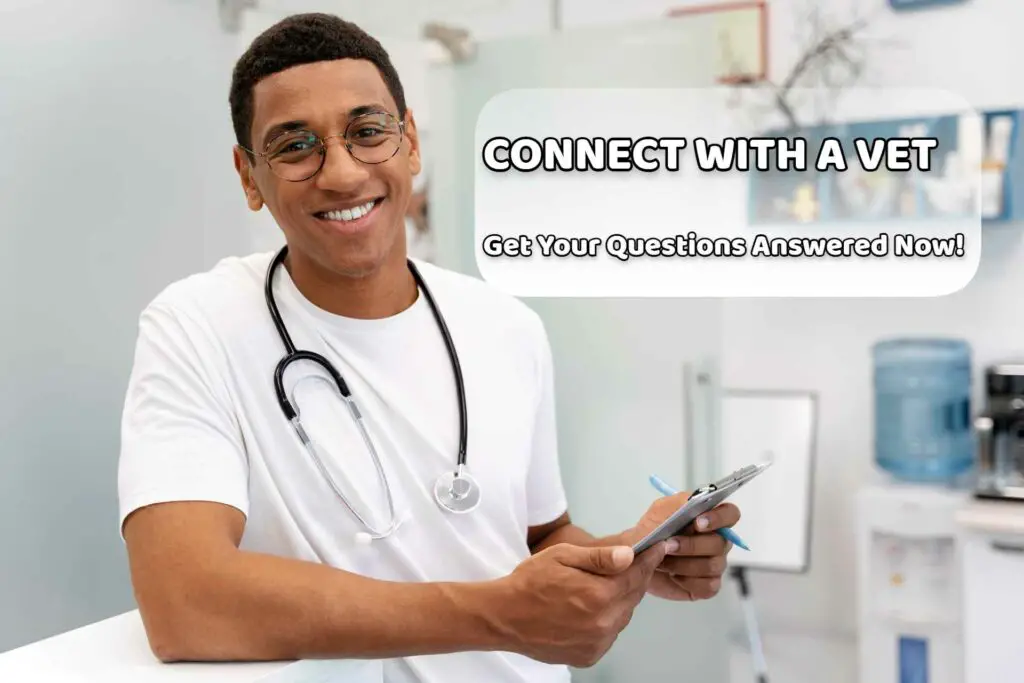 connect with a vet and get your questions answered