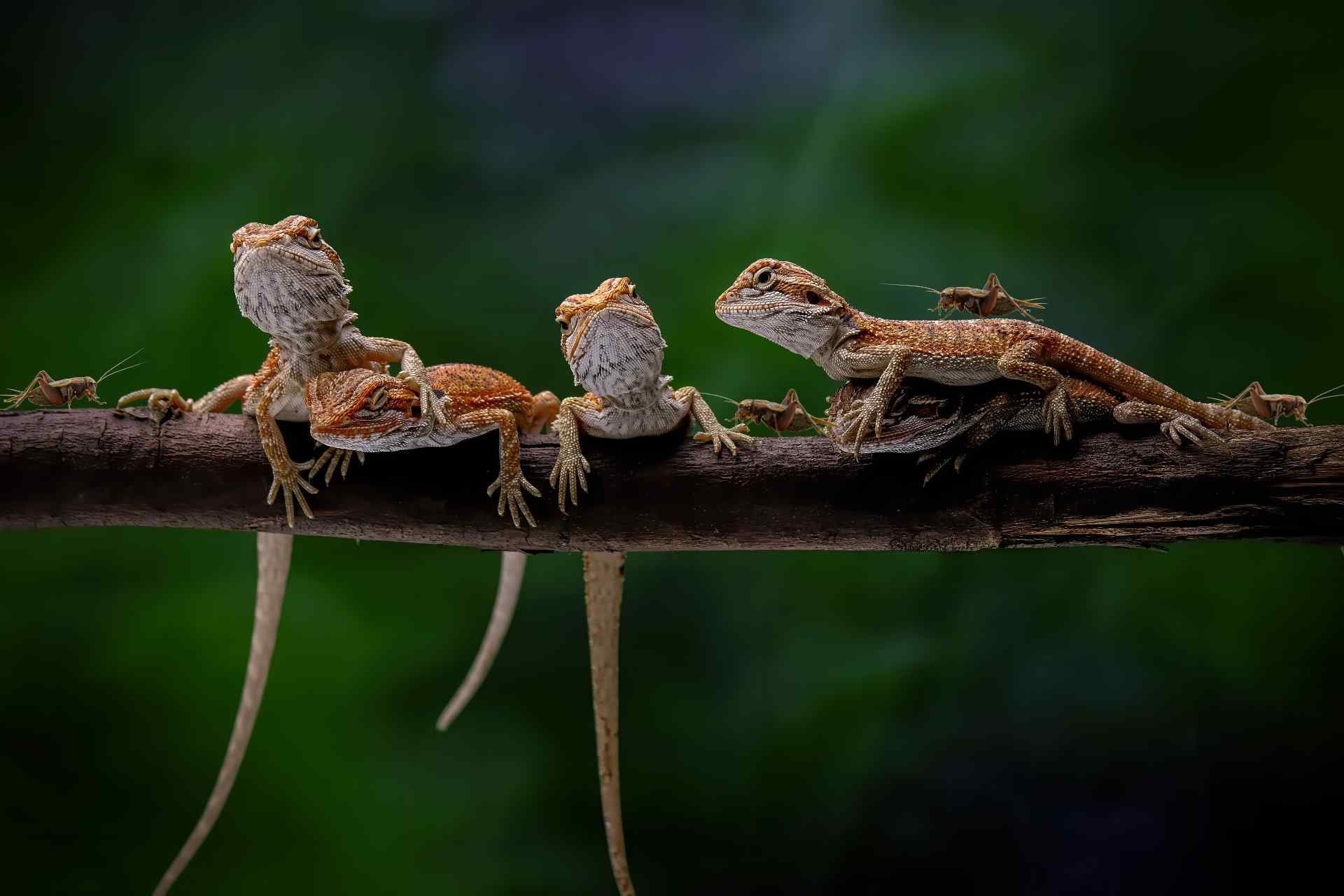 How Many Crickets Should a Bearded Baby Dragon Eat? (Explained