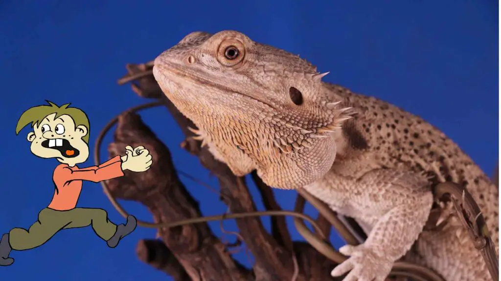 how to tell If a bearded dragon is scared