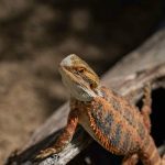 can bearded dragons get fleas