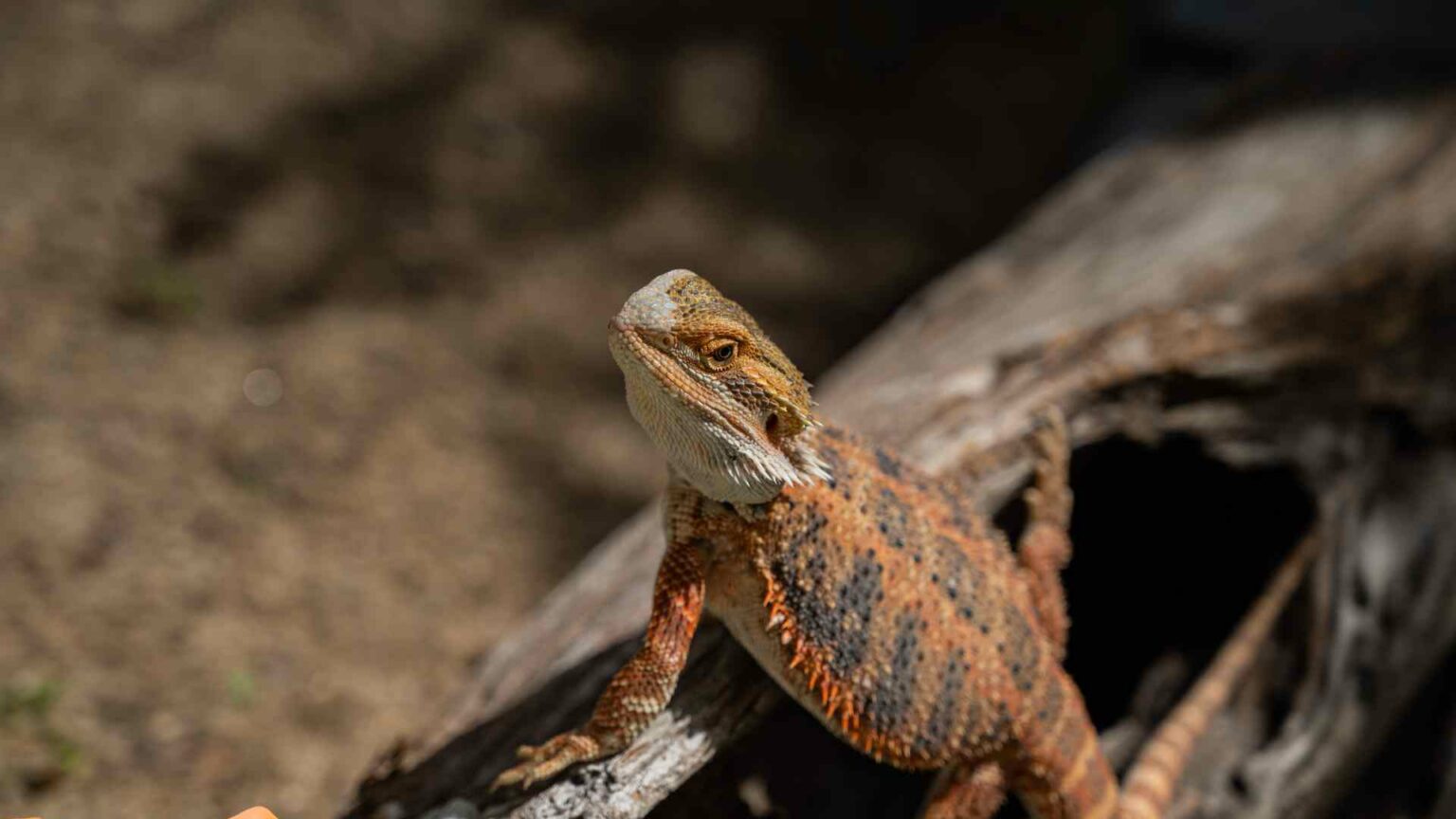 Can Bearded Dragons Get Fleas? and How to Get Rid of Them!