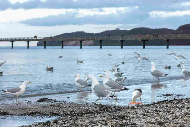 Can Seagulls Drink Salt Water? (3 Minutes Read) NewPetsOwner