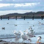 can seagulls drink salt water