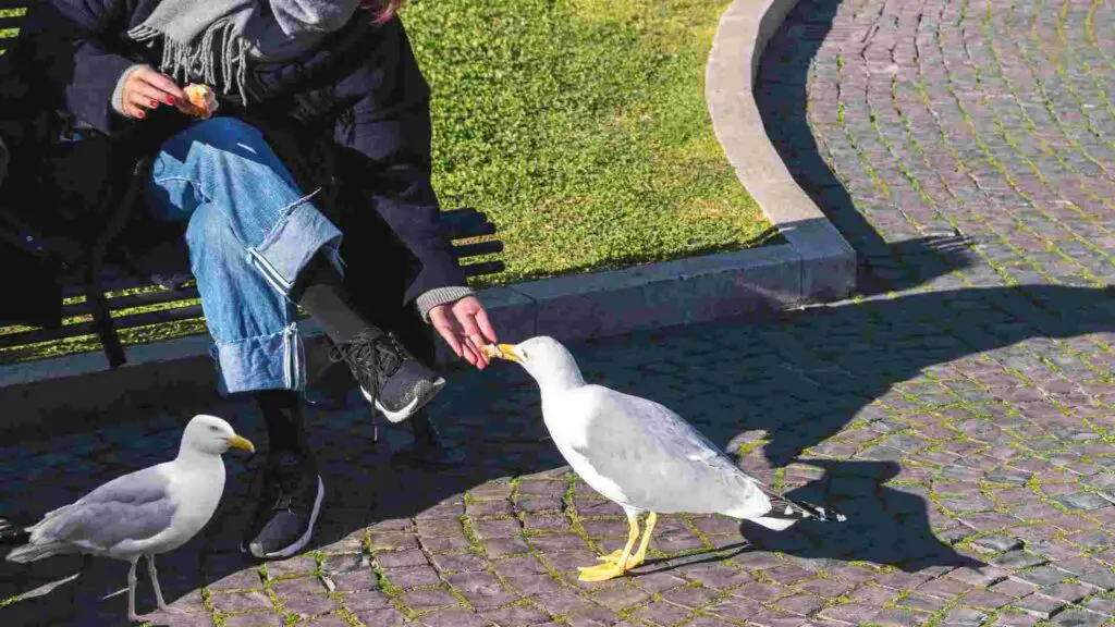man is feeding seagull in the park