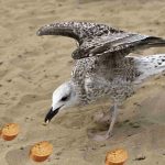 seagull eat bread