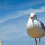 seagulls and pigeons breed