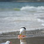 seagulls swallow food whole