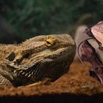 Seven bearded dragon species to have as pets