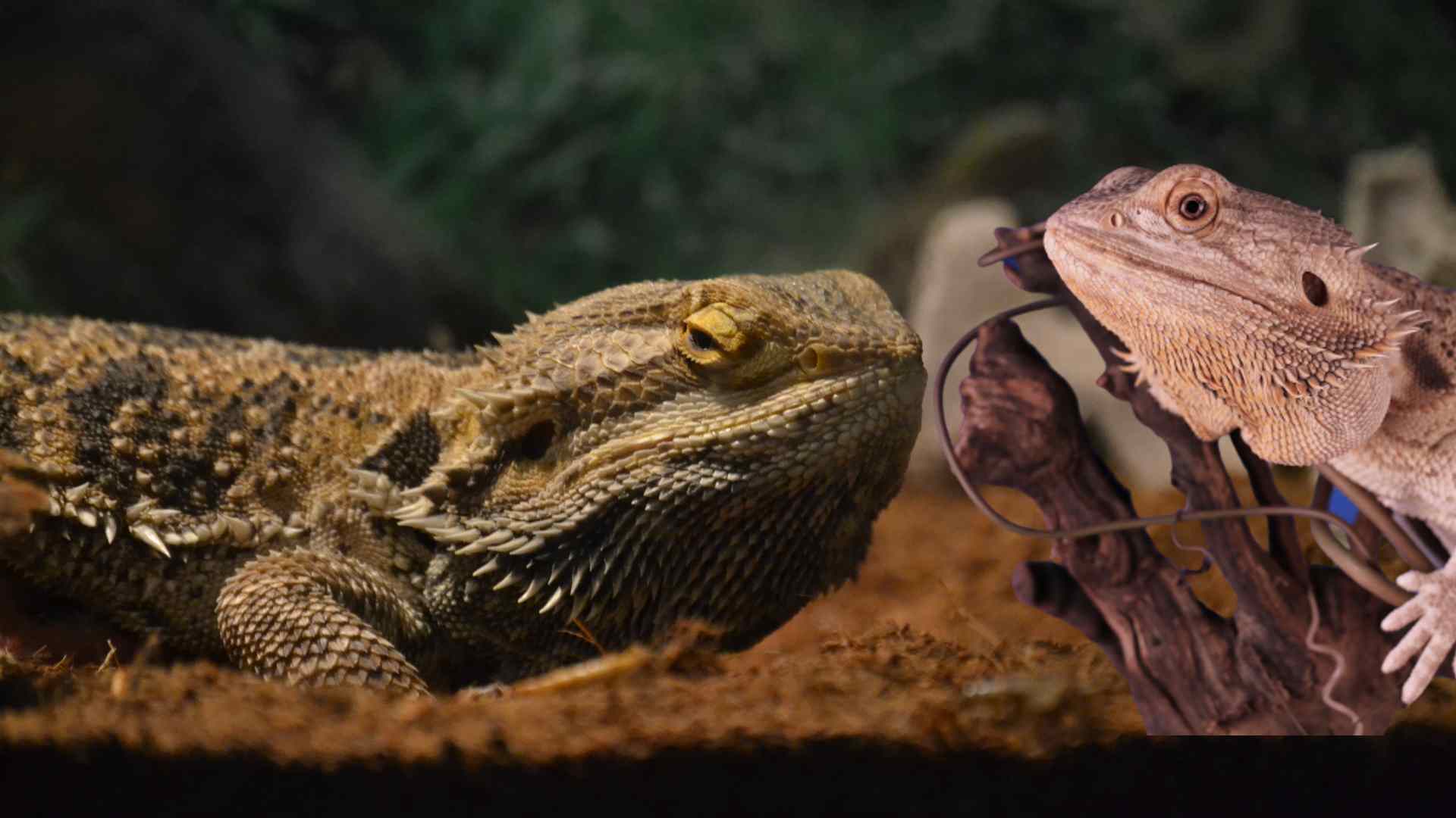 Are Bearded Dragons Good Pets? - SB Magazine