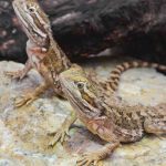 take your bearded dragon outside