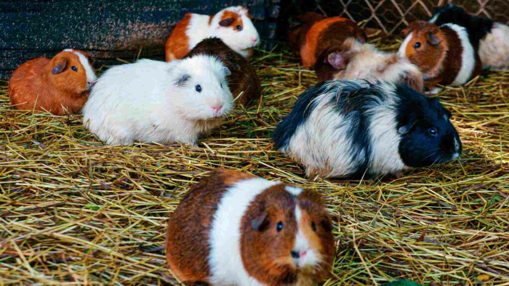 can guinea pigs become cannibals