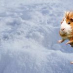 can gunea pigs die from cold