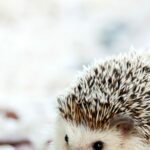Hedgehogs age calculator