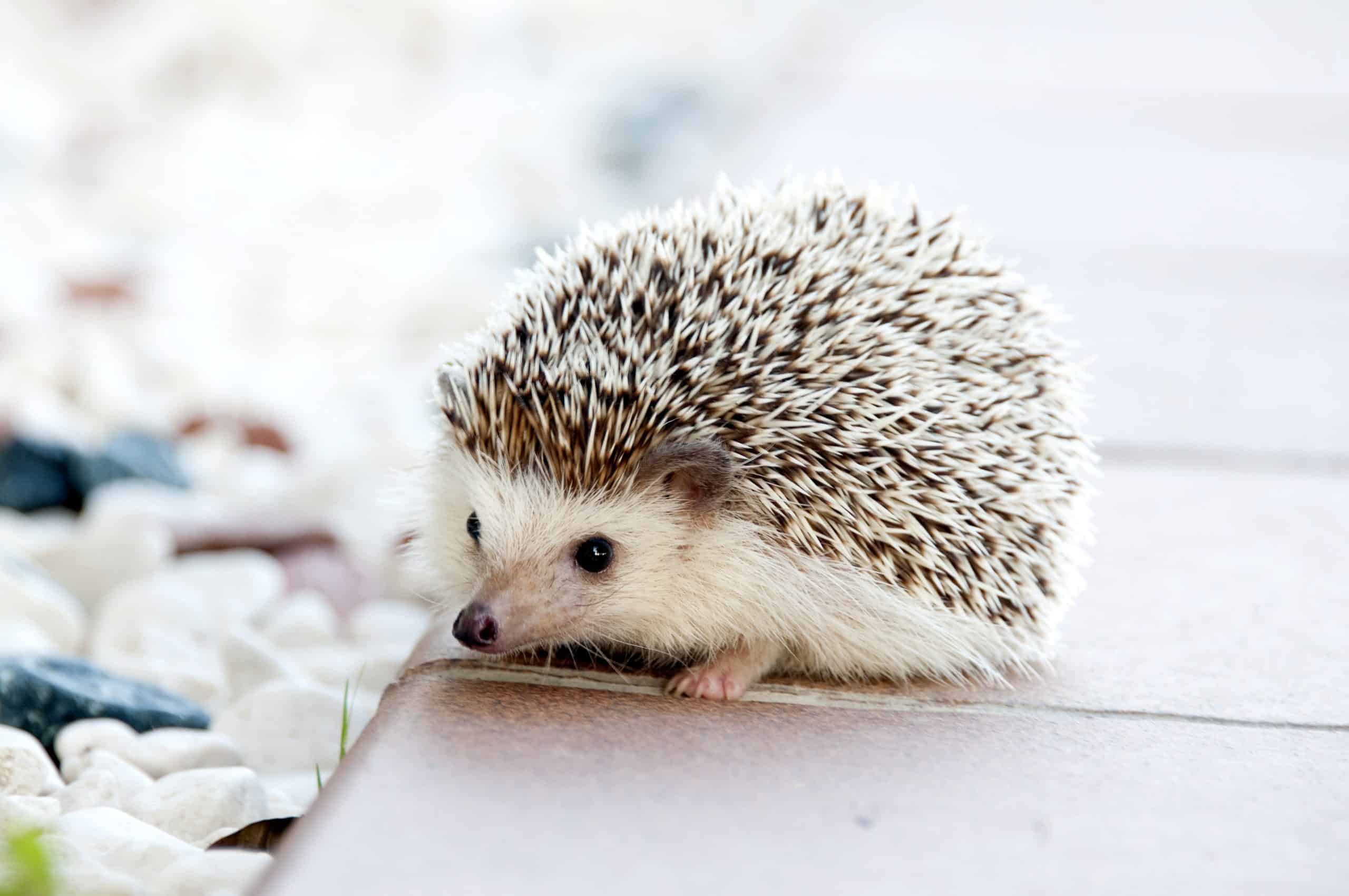 Hedgehogs age calculator