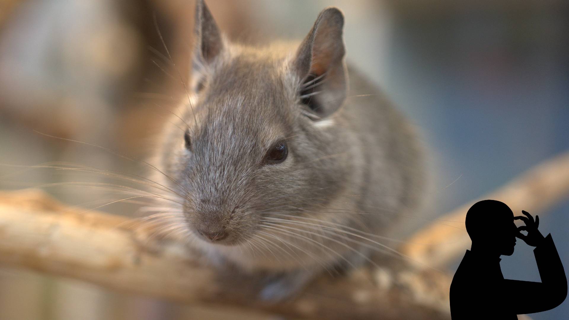 Chinchillas Smell 4 Clever Ways to Prevent Odors