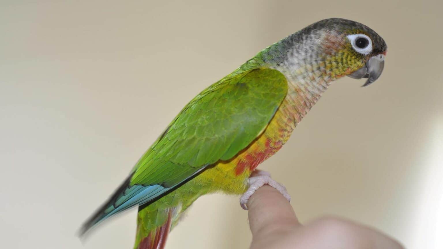 Green Cheek Conure Male Vs. Female Behavior (Ultimate Guide)