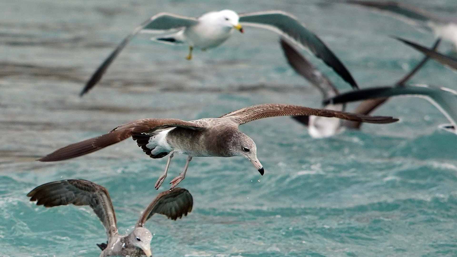 What Do Seagulls Eat? (Ultimate Guide)