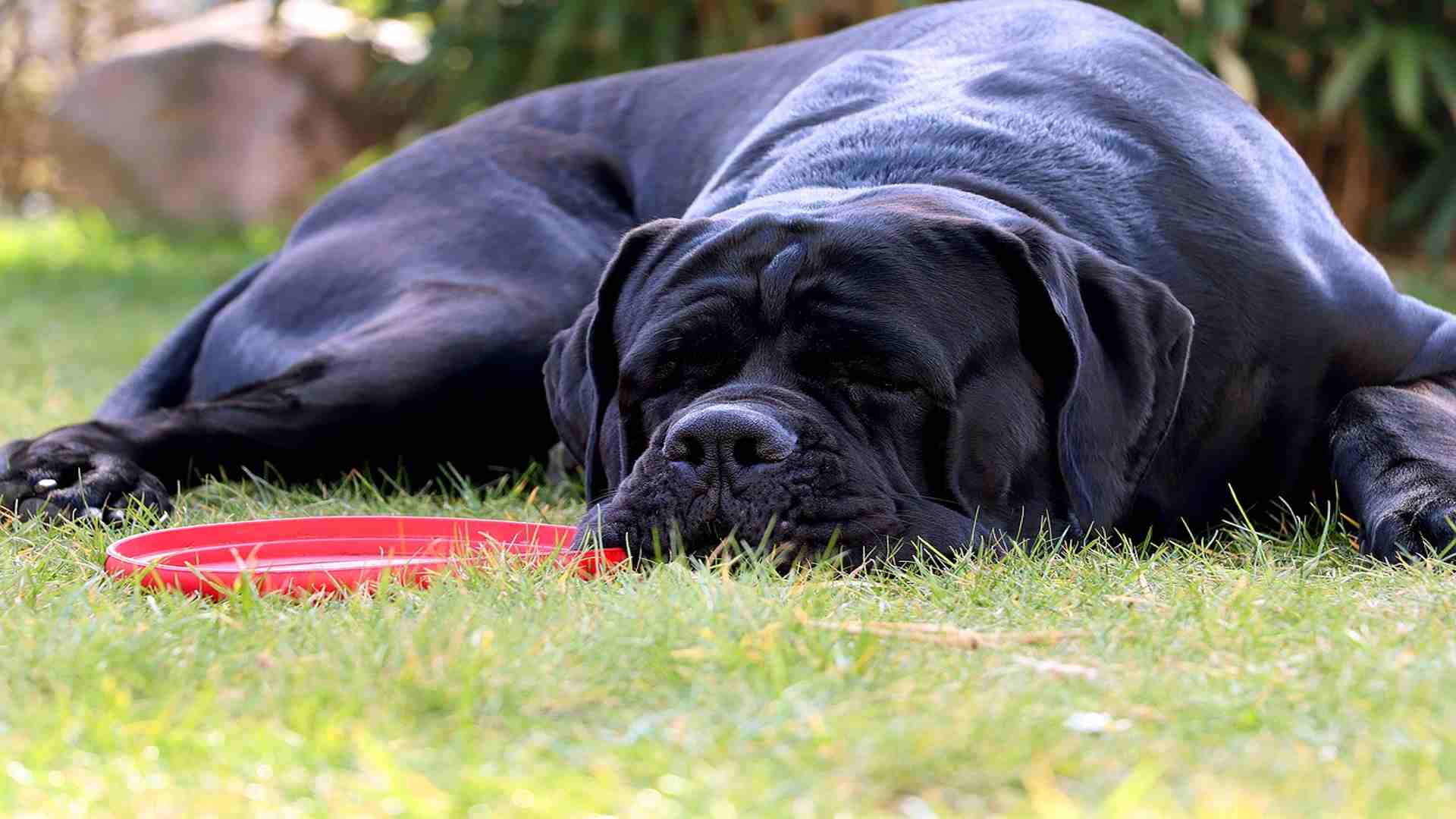 When Do Cane Corso Females Go Into Heat? (Ultimate Guide)