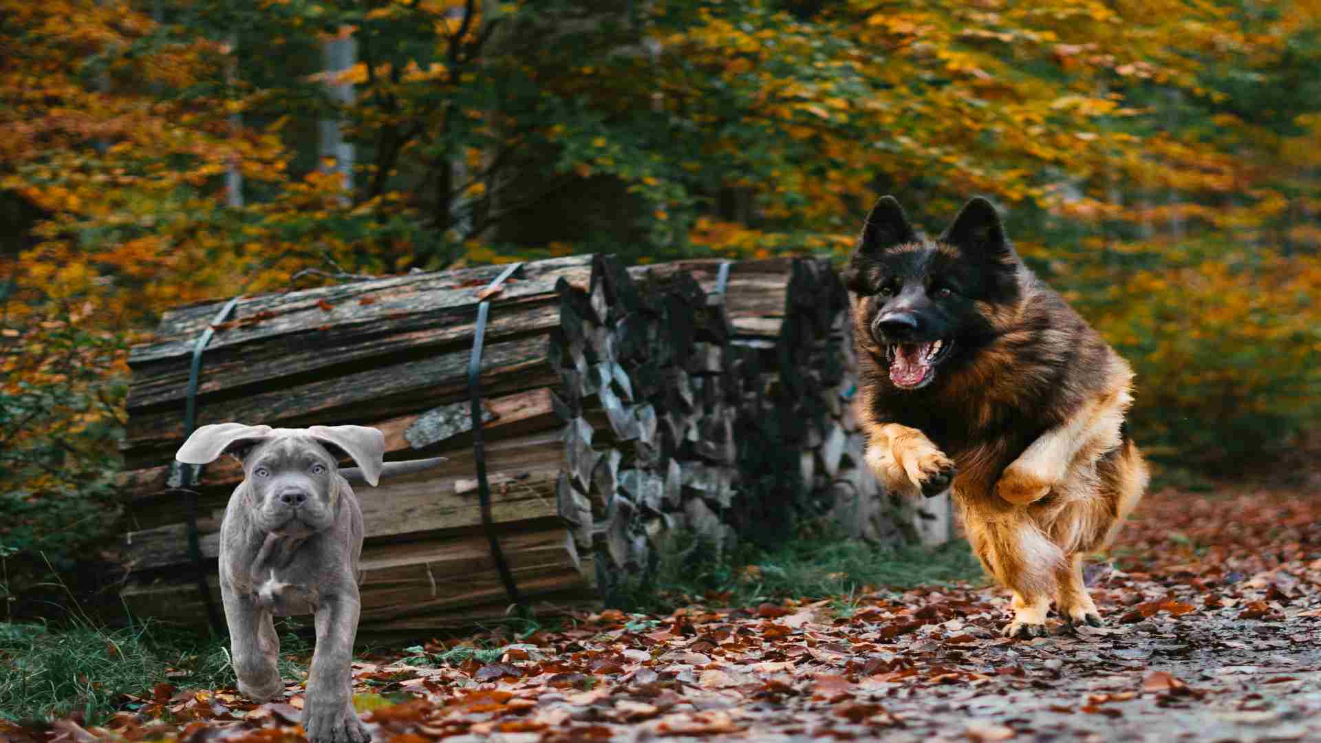 Cane Corso vs. German Shepherd Ultimate Comparison Guide (2024)