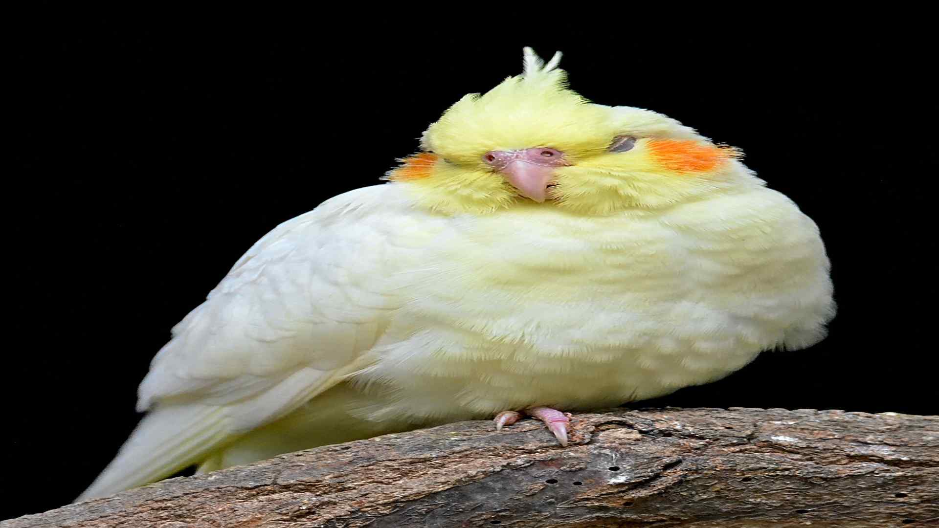 How Do Cockatiels Sleep? (4 Sleeping Positions)