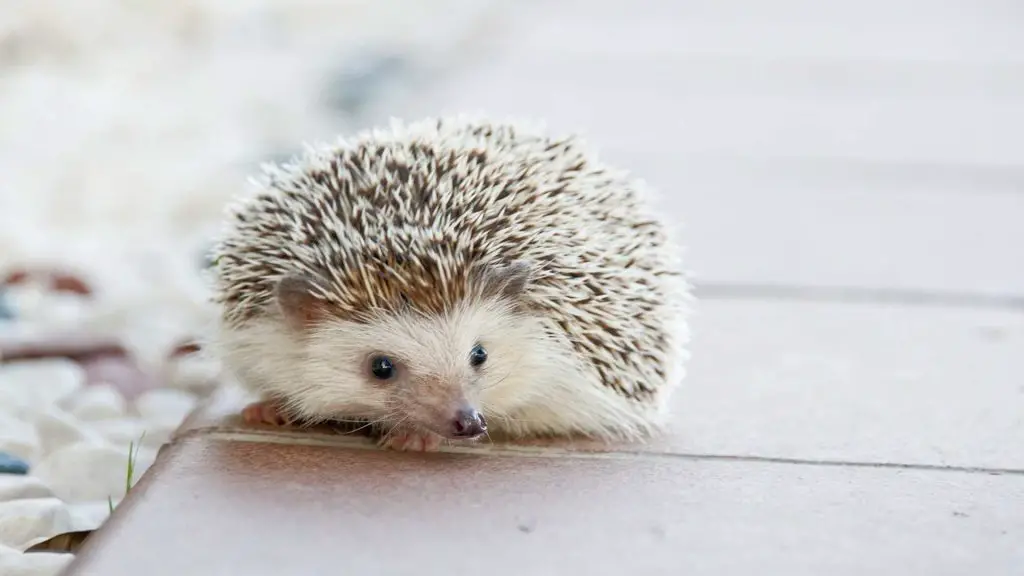 How fast can hedgehogs run