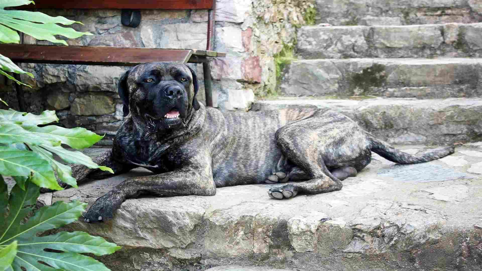 cane-corso-intelligence-how-smart-are-they-2024