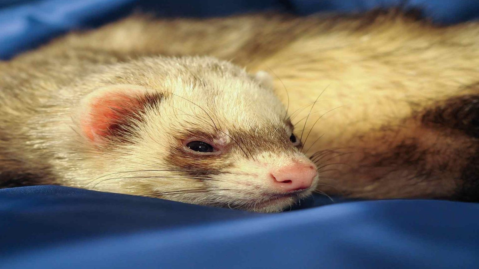 What Can Ferrets Eat? (List of Ferret’s Food)